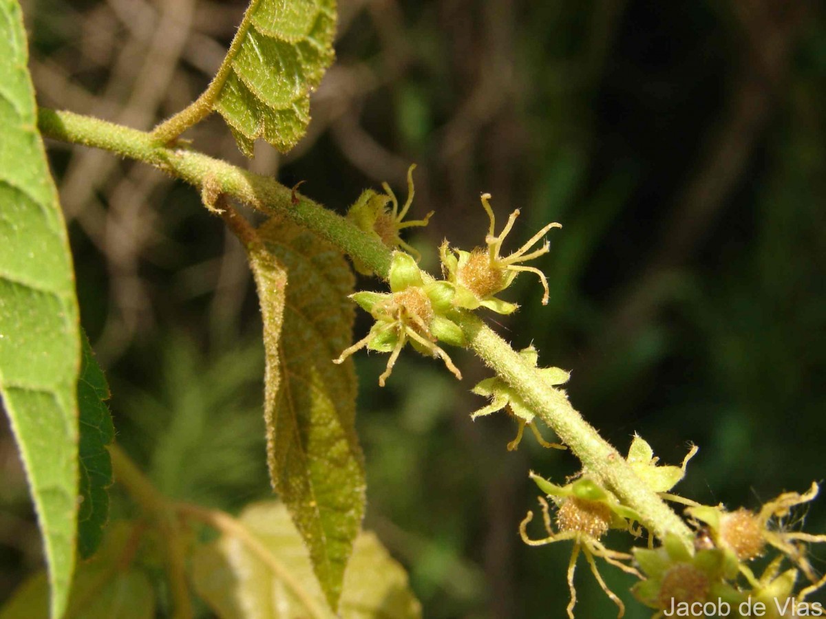 Croton caudatus Geiseler